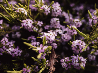 flowers in the garden