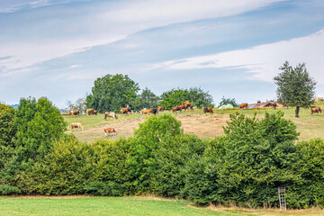 German agricultural farmland scene: Cows on a pasture in summer outdoors
