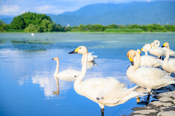 新潟　白鳥のいる風景