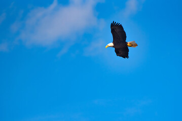 A beautiful bald eagle soaring against a blue sky.