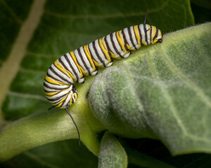 Monarch butterfly caterpillar on leaves of the milkweed, genus Asclepias, in California, USA
