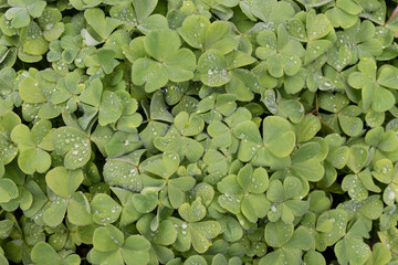 Oxalis leaves in garden covered with dew drops, background or backdrop