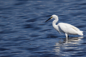 水辺でエサを探すシラサギ