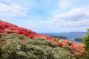 全盛期のツツジ