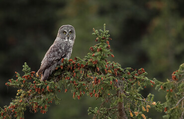 Great Grey Owl in Canada 