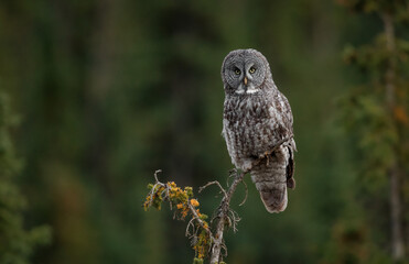 Fototapeta premium Great Grey Owl in Canada 