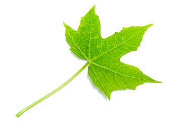 One Chaya leaf has a stem. put on a white background