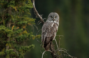 Great Grey Owl in Canada 