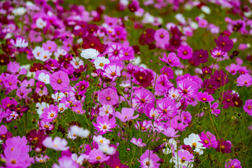三光のコスモス
