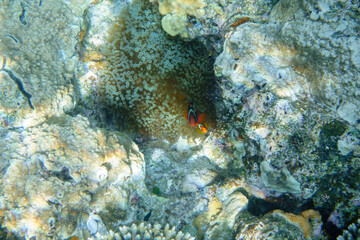 Snorkeling at the Kerama Islands in Okinawa.