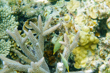 Snorkeling at the Kerama Islands in Okinawa.