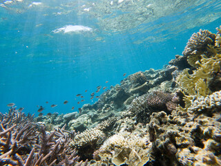 Plakat Snorkeling at the Kerama Islands in Okinawa.