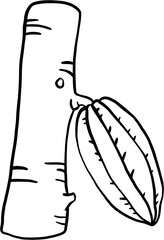 cacao fruit doodle drawing