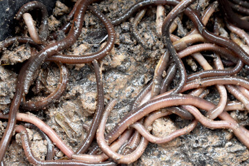 Earthworms or earthworms or soil roots are invertebrates.