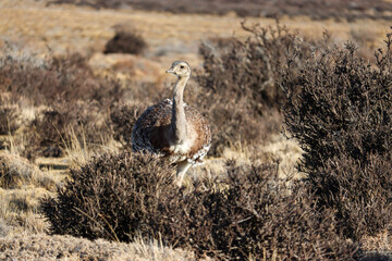 Lesser Rhea (Rhea pennata) in Chilean Patagonia: Guardian of the Southern Plains