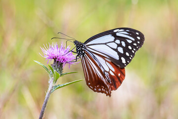 アザミの花で蜜を吸うアサギマダラ