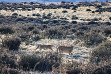 A Tender Moment: Puma and Her Cub in the Chilean Patagonia