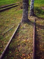 Abandoned narrow-gauge railway and birch trees, lithuania - 538258953