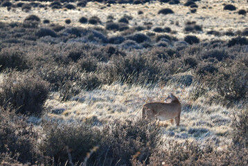 Elusive Puma Roaming the Majestic Landscapes of Torres del Paine