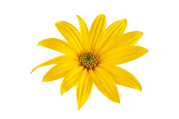 Topinambur yellow flower Jerusalem artichoke one flowerhead with yellow petals isolated on white background, natural backdrop. Single wild sunflower flower close up, sunroot yellow petals