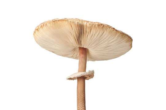 Macrolepiota procera parasol mushroom isolated on white background, brown mushroom with big agaric gills cap and high stripe. Edible parasol mushroom with ring around stipe, natural vegetarians diet