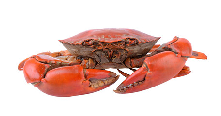 Sea crab on transparent png © sommai