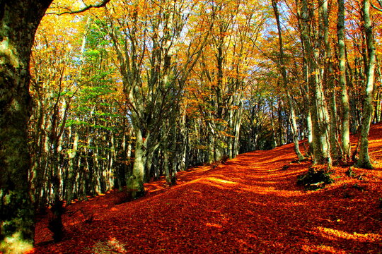Scenic path fully covered with dry autumn foliage passing in a beech tree forest situated on a hillside of Monte San Vicino e Canfaito natural reserve