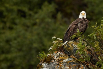 Wild Bald Eagle