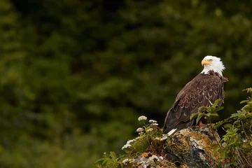Deurstickers Wild Bald Eagle © batman6794