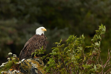 Wild Bald Eagle