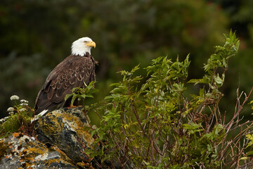 Wild Bald Eagle