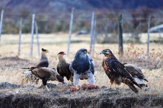 Nature's Cycle: A Black-Chested Buzzard-eagle, Harri's Hawk and Southern Caracaras Feeding on a Hare in the Patagonian Roadside
