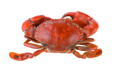 Sea crab on transparent png