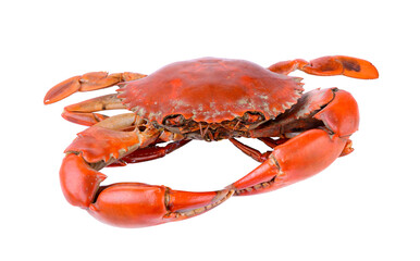 Sea crab on transparent png