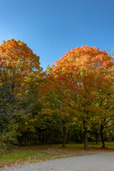 Naklejka premium Orange maple tree with blue sky