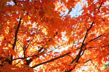 bright orange maple trees