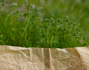 Creeping thyme, meadow grass and herbs and craft paper. Background in eco friendly  style with thyme flowers for alternative medicine, phytotherapy, spa or herbal cosmetics