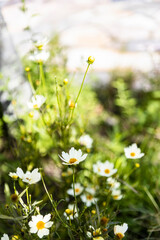 chamomile blooming in the park