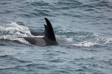 Fototapeta premium Wild Orcas