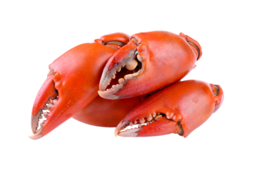 Boiled crab claws isolated on transparent png