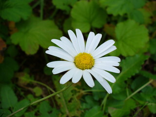 Fototapeta premium white daisy flower