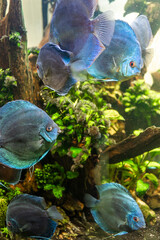 a group of Blue Discus