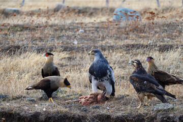 Southern Caracara (Caracara plancus), Black-chested Buzzard-Eagle (Geranoaetus melanoleucus) and Harris's Hawk (Parabuteo unicintus) in the road
