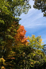 Fototapeta premium Orange leaves with blue sky