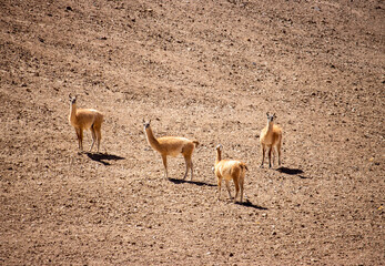 Four Guanacos Roaming Freely in the Vast Atacama Desert