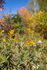 sunny autumn with yellow flower