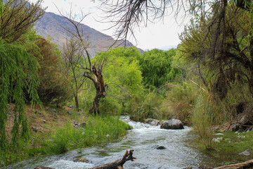 Graceful Willows Along the Banks of the Limarí River