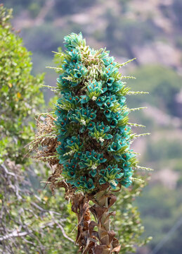 Chagual (Puya chilensis)
Coya, Chile