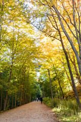 walking in a park in autumn