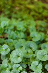 Garlic Mustard in a forest